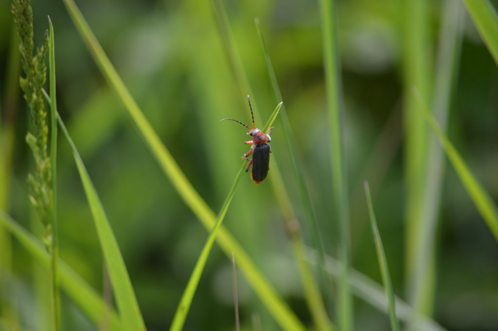 Cantharidae: Cantharis rustica